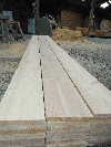 Softwoods, Douglas Fir (Pseudotsuga)