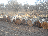 Walnut veener and bull logs diameter 40+ length 220+