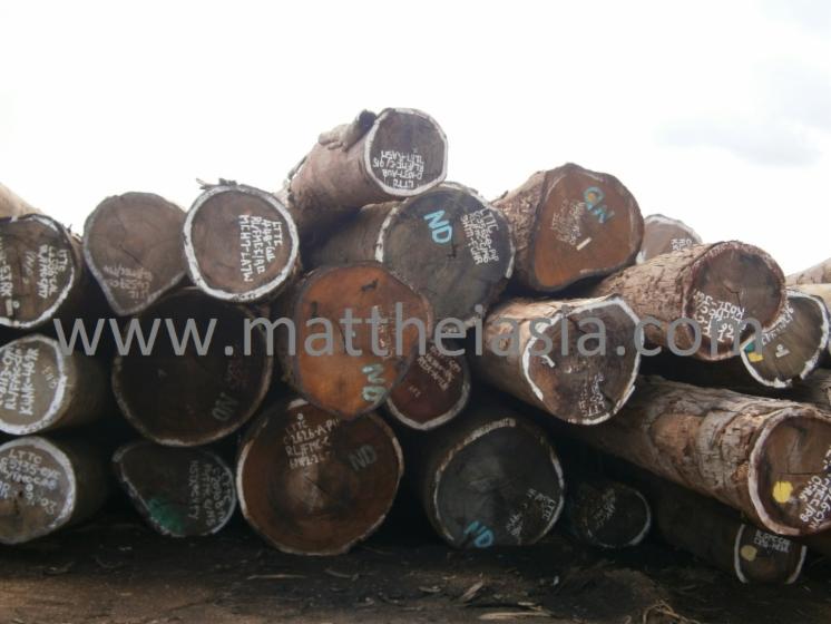 industrial logs, Mixed tropical species
