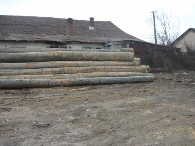 grumes de sciage