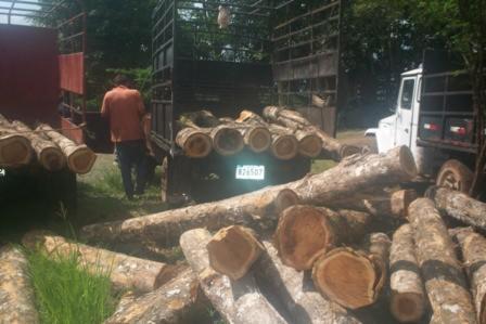 industrial logs, Teak