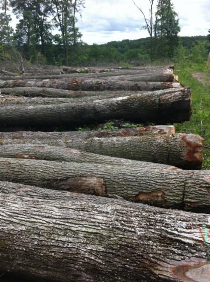saw logs