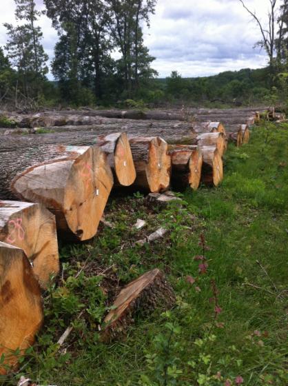 saw logs