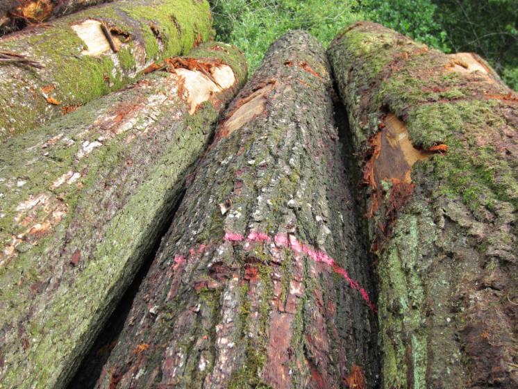 saw logs, Oak (European)