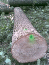Boules (unedged boards from single logs), Ash (Brown)