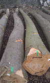 saw logs, Beech (Europe)
