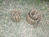 Spruce (Picea abies) - Whitewood, Garden Edging, local