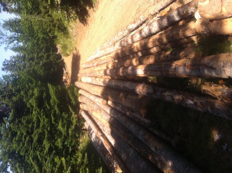 peeling logs
