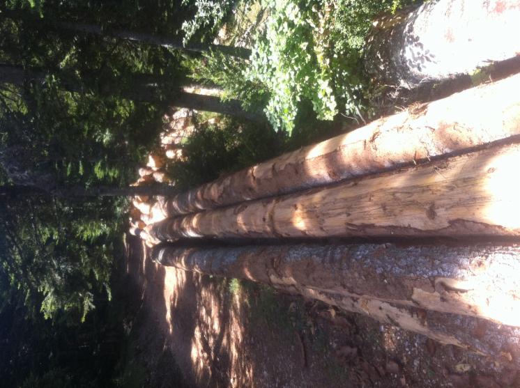 peeling logs