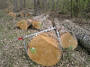 White Oak logs (European)