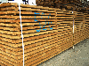 Larch (Larix) (Asia)