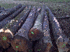 saw logs, Beech (Europe), PEFC/FFC