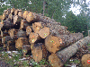Sell WHITE OAK logs for flooring and furniture 