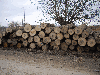 White Ash Sawlogs