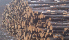 firewood, Beech (Europe)