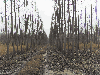 Spain, Poplar, I214 clone