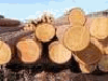 saw logs, Pine (Pinus sylvestris) - Redwood