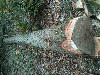 saw logs, Oak (European)