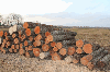 SPRUCE AND PINE LOGS