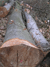 grumes de sciage, Hêtre (Europe)