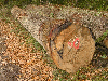 grumes de sciage, Chêne (européen)