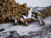 saw logs, Birch (Europe)