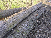 saw logs, Poplar