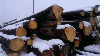 saw logs, Spruce (Picea abies) - Whitewood