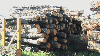 saw logs, All broad leaved specie