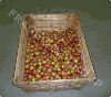 Wooden box for Fruit