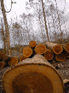 TEAK WOOD AND PROCESSED TEAK TIMBER FROM SOUTHAMERICA FOR SALE