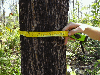 Teak wood plantation to sell in Brazil