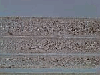 Melamine faced particleboard - Stock of light weight MFC mixed colors