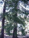 OREGON PINE - SELECT & BETTER