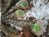 saw logs, Ash (White)(Europe)