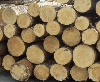 timber logs softwood