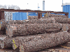saw logs, Walnut (American Black)