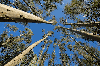 Eucalyptus forest (wood) to sell in Brazil