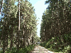 Brazil, Elliotis Pine (Pinus Elliotis)
