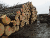 saw logs, Poplar