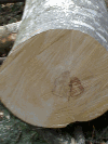 beech logs for rotary cut veener