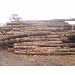 oak logs for lumber