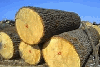 Oak logs 30 cm diameter