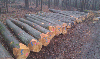 saw logs, Beech (Europe)