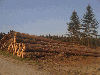10 000 cbm PINE and SPRUCE logs 