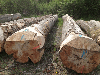 Sawing/Peeling grade, BEECH, PEFC/FFC
