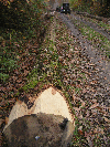 saw logs, Chestnut (Europe)