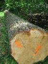 saw logs, Oak (European)