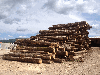 LOGS - BEECH