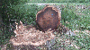 veneer logs, Poplar